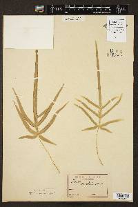 Pteris serrulata image