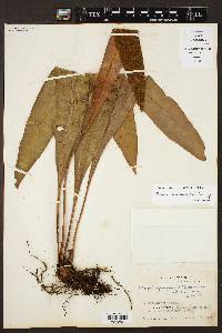 Elaphoglossum latifolium image