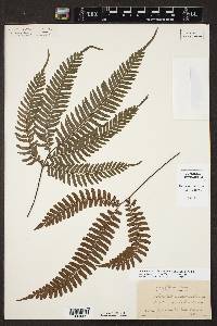 Adiantum intermedium image