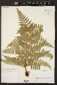 Dryopteris patula image