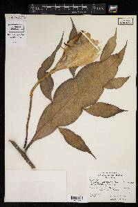 Epiphyllum macropterum image