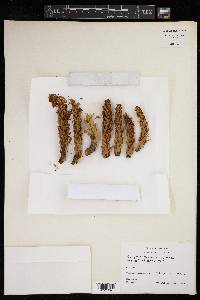 Conopholis panamensis image