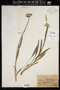 Helianthella californica var. nevadensis image