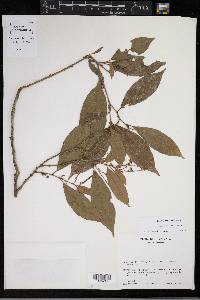 Croton schiedeanus image