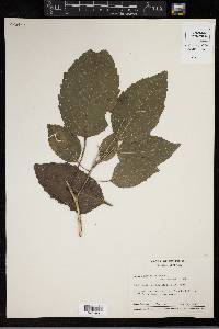 Croton lundellii image
