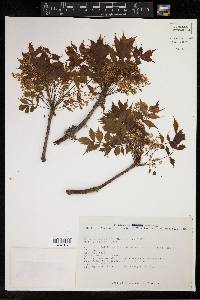 Bursera graveolens image