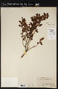 Vaccinium vacillans image