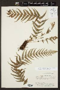 Thelypteris consanguinea image