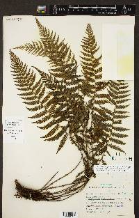 Coryphopteris pectiniformis image