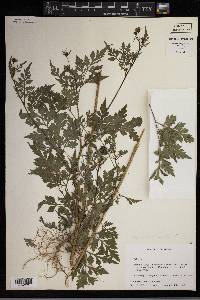 Bidens bipinnata image