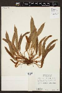 Elaphoglossum moritzianum image