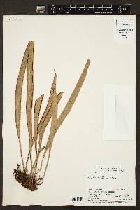 Ananthacorus angustifolius image
