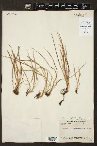 Vittaria dimorpha image