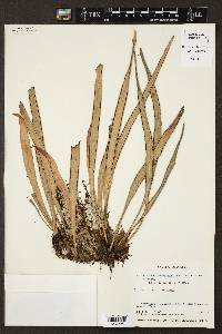 Ananthacorus angustifolius image