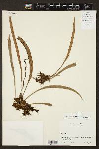 Ananthacorus angustifolius image
