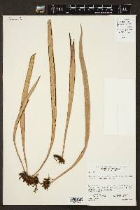 Ananthacorus angustifolius image