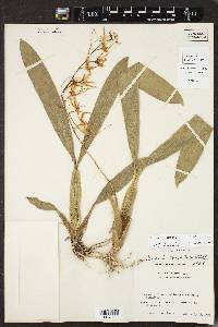 Brassia caudata image