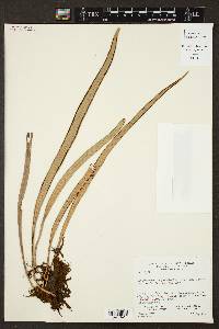 Ananthacorus angustifolius image