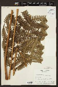 Pteris podophylla image