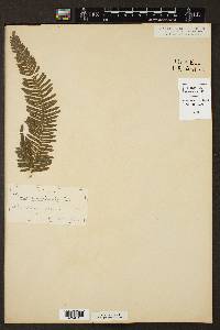 Pteris quadriaurita image