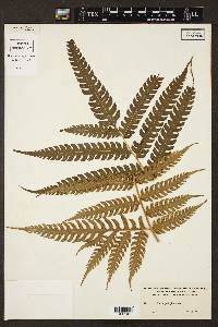 Pteris podophylla image