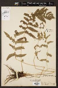 Thelypteris palustris var. pubescens image