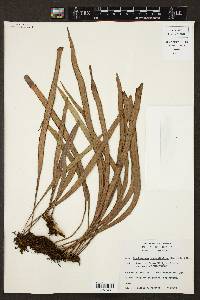 Ananthacorus angustifolius image