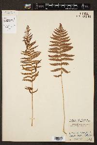 Thelypteris palustris var. pubescens image