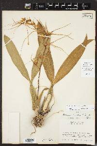 Brassia caudata image