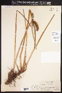 Acorus calamus image