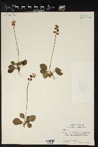 Pyrola chlorantha image