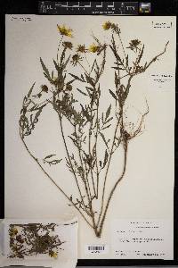 Bidens polylepis image