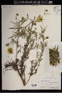 Bidens polylepis image