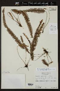 Terpsichore asplenifolia image