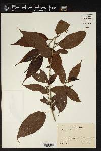 Acalypha salicioides image