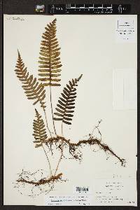 Polypodium appalachianum image