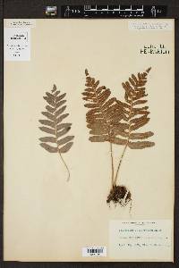 Polypodium californicum image