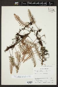 Pleopeltis polypodioides image