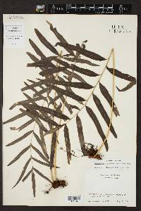 Polypodium fraternum image