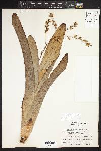 Catopsis nitida image