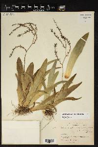 Catopsis apicroides image