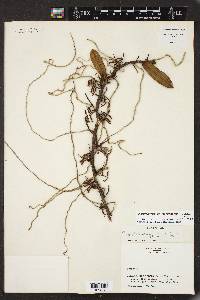Campylocentrum micranthum image