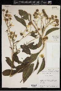 Verbesina alternifolia image