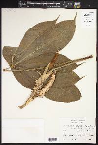 Anthurium pentaphyllum var. bombacifolium image