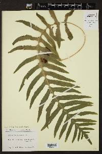 Polypodium cambricum image