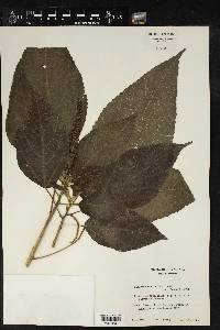 Acalypha mortoniana image