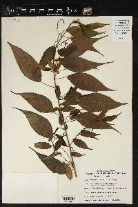 Acalypha diversifolia image