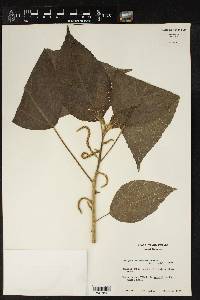 Acalypha mortoniana image