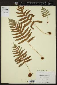 Polypodium cambricum image