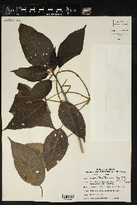 Acalypha mortoniana image